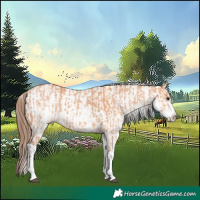 Horse Color:White Spotted Bay Dun Rabicano  and White Spotted Bay Dun Varnish Rabicano 