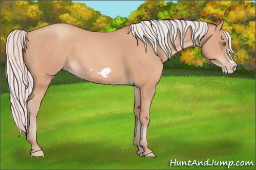 Horse Color:Silver Amber Champagne Frame 