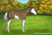 Horse Color:Chocolate Palomino Splash 
