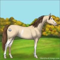 Horse Color:White Spotted Sable Cream Champagne Dun Sabino Rabicano