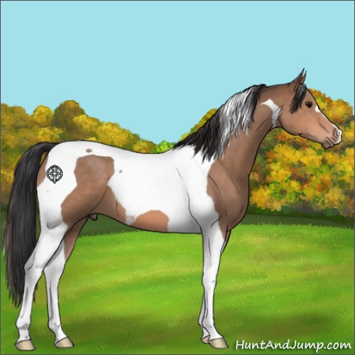 Horse Color:Bay Tobiano 