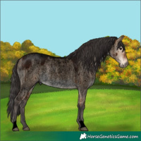 Horse Color:Void Bay Roan Dun Brindle 