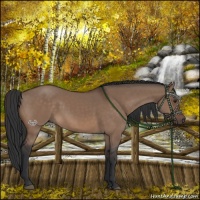 Horse Color:Brown Dun 
