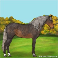 Horse Color:Silver Smoky Blue Roan