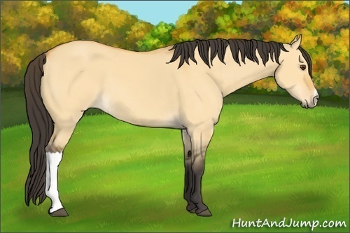Horse Color:Buckskin Dun