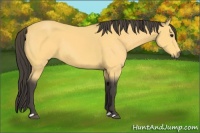 Horse Color:Buckskin 