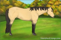 Horse Color:Buckskin 