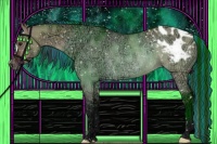 Horse Color:Painted Brown Ice Roan Dun Appaloosa Rabicano 