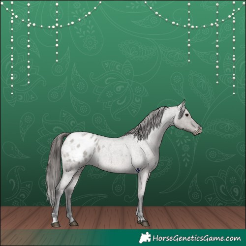 Horse Color:Grullo Roan Appaloosa 