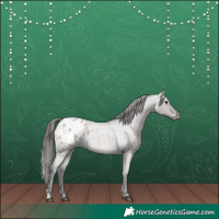 Horse Color:Grullo Roan Appaloosa 