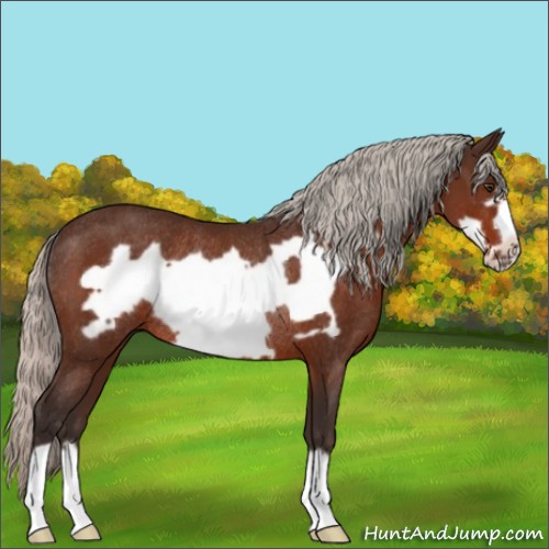 Horse Color:Silver Brown Frame Rabicano