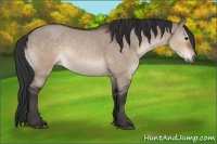 Horse Color:Brown Dun Sabino Rabicano