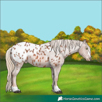 Horse Color:Chestnut Appaloosa 
