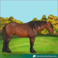 Horse Color:Bay 