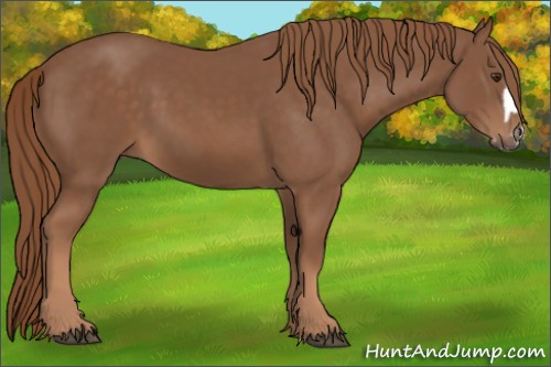 Horse Color:Chestnut Splash Frame 