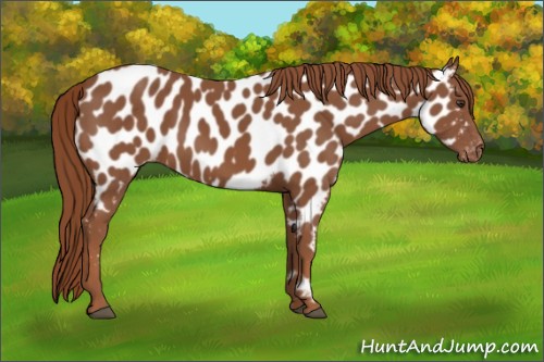 Horse Color:Chestnut Appaloosa 