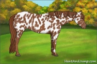 Horse Color:Chestnut Appaloosa