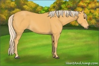 Horse Color:Palomino