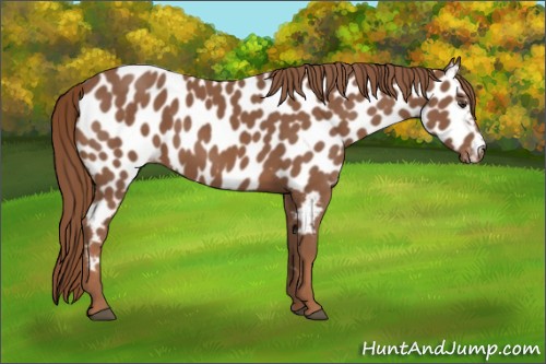 Horse Color:Chestnut Appaloosa 