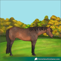 Horse Color:Bay 