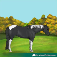 Horse Color:Black Tobiano 