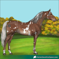 Horse Color:White Spotted Silver Black 
