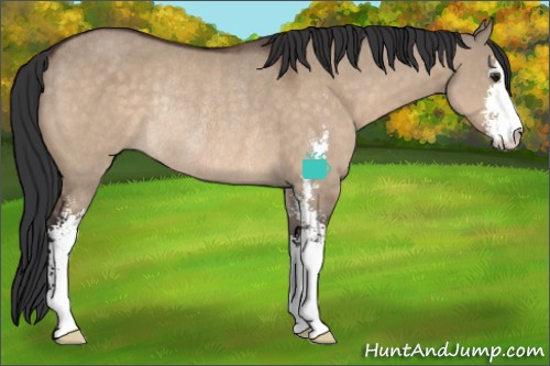 Horse Color:Brown Dun Sabino Rabicano