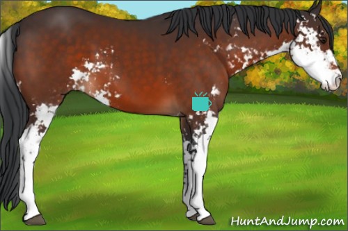 Horse Color:Brown Sabino