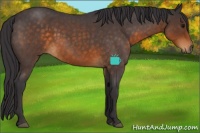 Horse Color:Buckskin Roan Sabino 