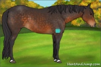 Horse Color:Buckskin Rabicano
