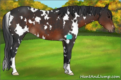 Horse Color:White Spotted Brown 