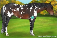 Horse Color:White Spotted Brown 