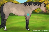 Horse Color:Brown Dun Sabino 