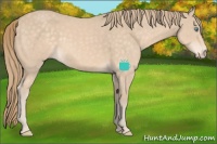 Horse Color:Perlino 