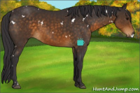 Horse Color:White Spotted Buckskin 