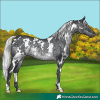 Horse Color:White Spotted Silver Black Chinchilla 