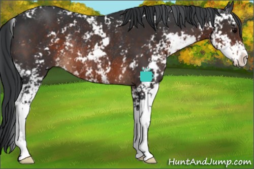 Horse Color:Brown Sabino Rabicano 