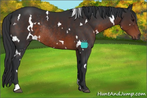 Horse Color:White Spotted Brown Rabicano 