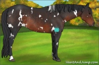 Horse Color:White Spotted Brown Rabicano