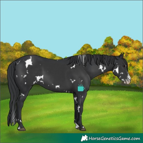 Horse Color:White Spotted Black Sabino 