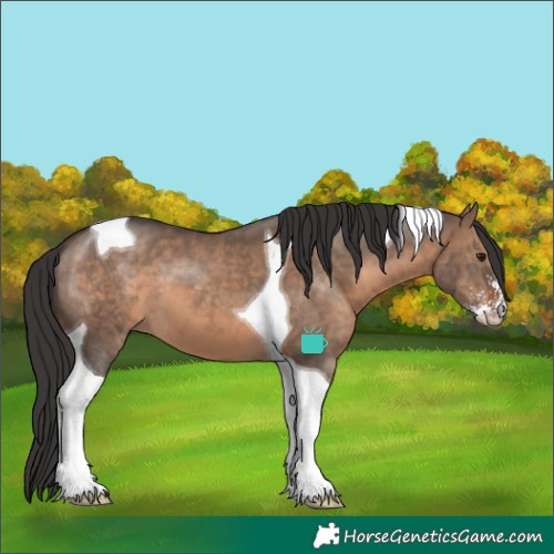Horse Color:Brown Dun Sabino Tobiano 