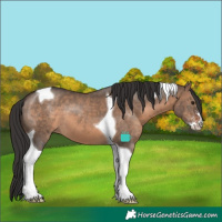 Horse Color:Brown Dun Sabino Tobiano