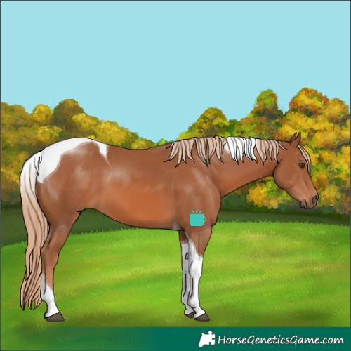 Horse Color:Chestnut Tobiano 