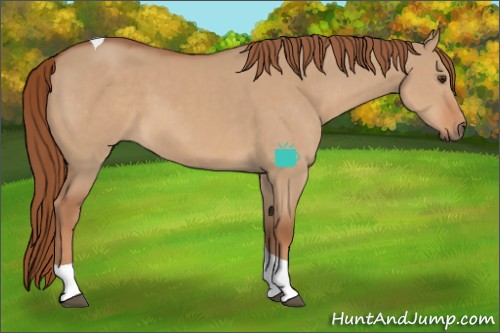 Horse Color:Red Dun Tobiano 