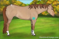 Horse Color:Red Dun Tobiano 
