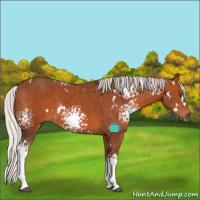 Horse Color:White Spotted Silver Brown Rabicano 