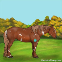 Horse Color:White Spotted Chestnut 