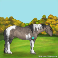 Horse Color:Black Tobiano 