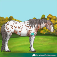 Horse Color:White Spotted Brown Appaloosa 