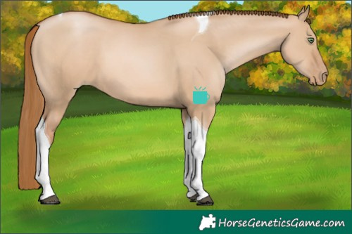 Horse Color:Red Dun Pearl Tobiano